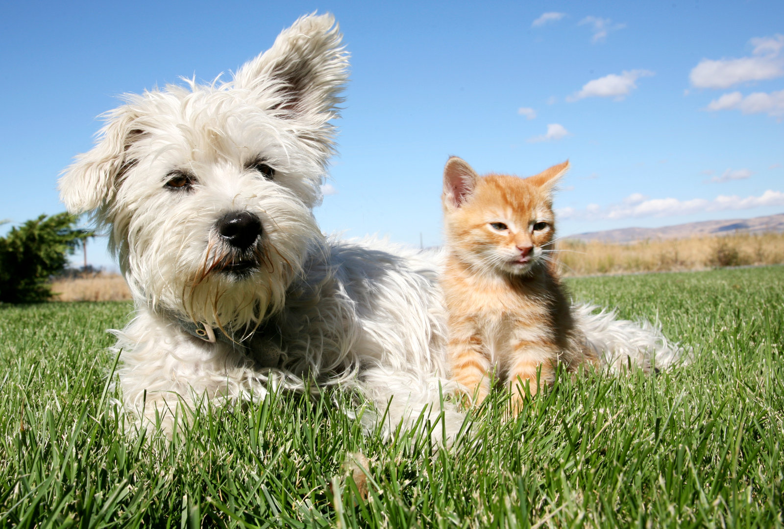 Terrier und Katze / Foto: by jackryan89 / unlimphotos.com