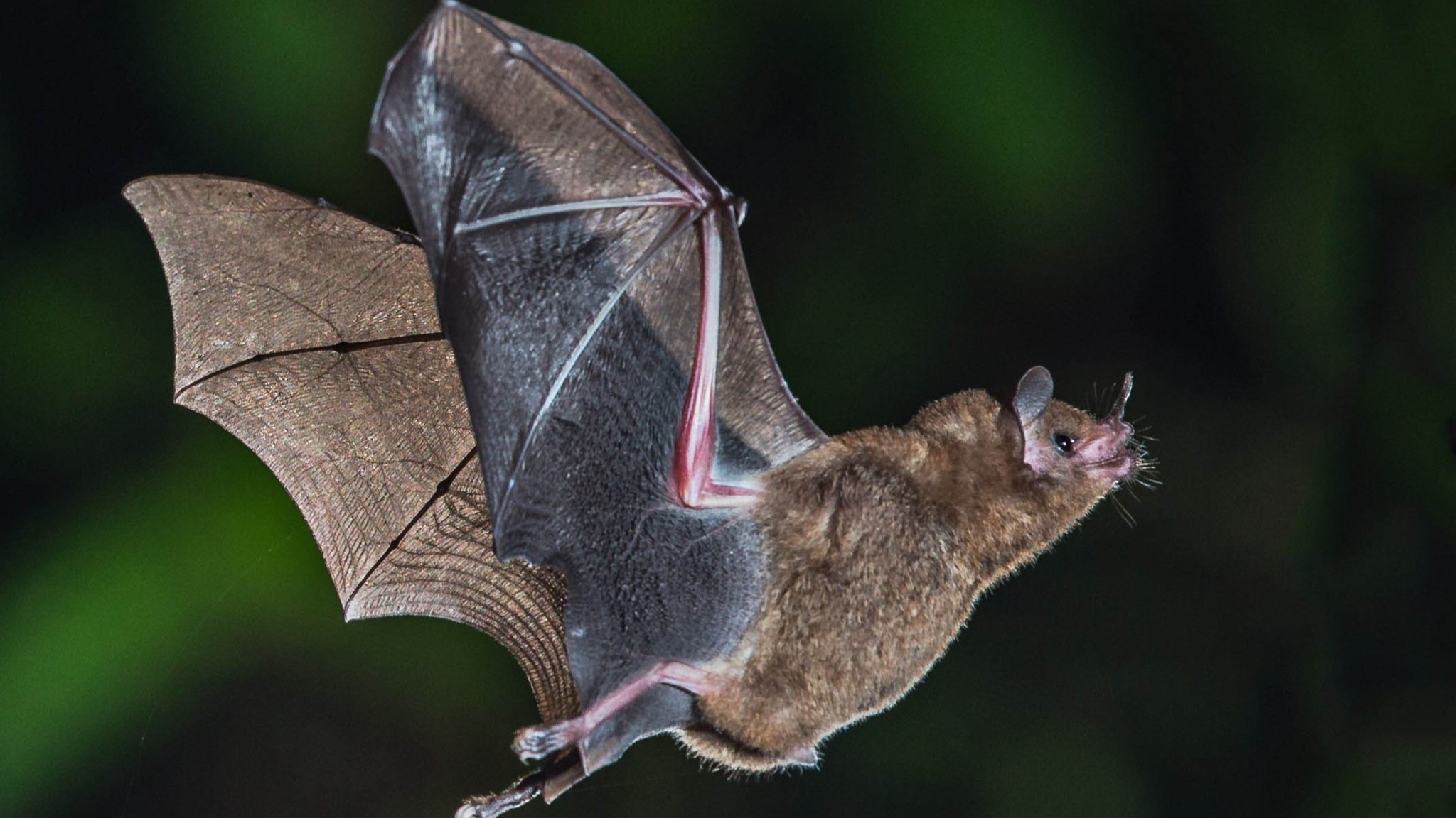 // Fledermaus / Archivbild (cropped) / Short-tailed Fruit Bat (16322859359) by Andy Morffew from Itchen Abbas, Hampshire, UK is licensed under CC BY 2.0. https://creativecommons.org/licenses/by/2.0 TESTESTEST HAALLO SIMEON