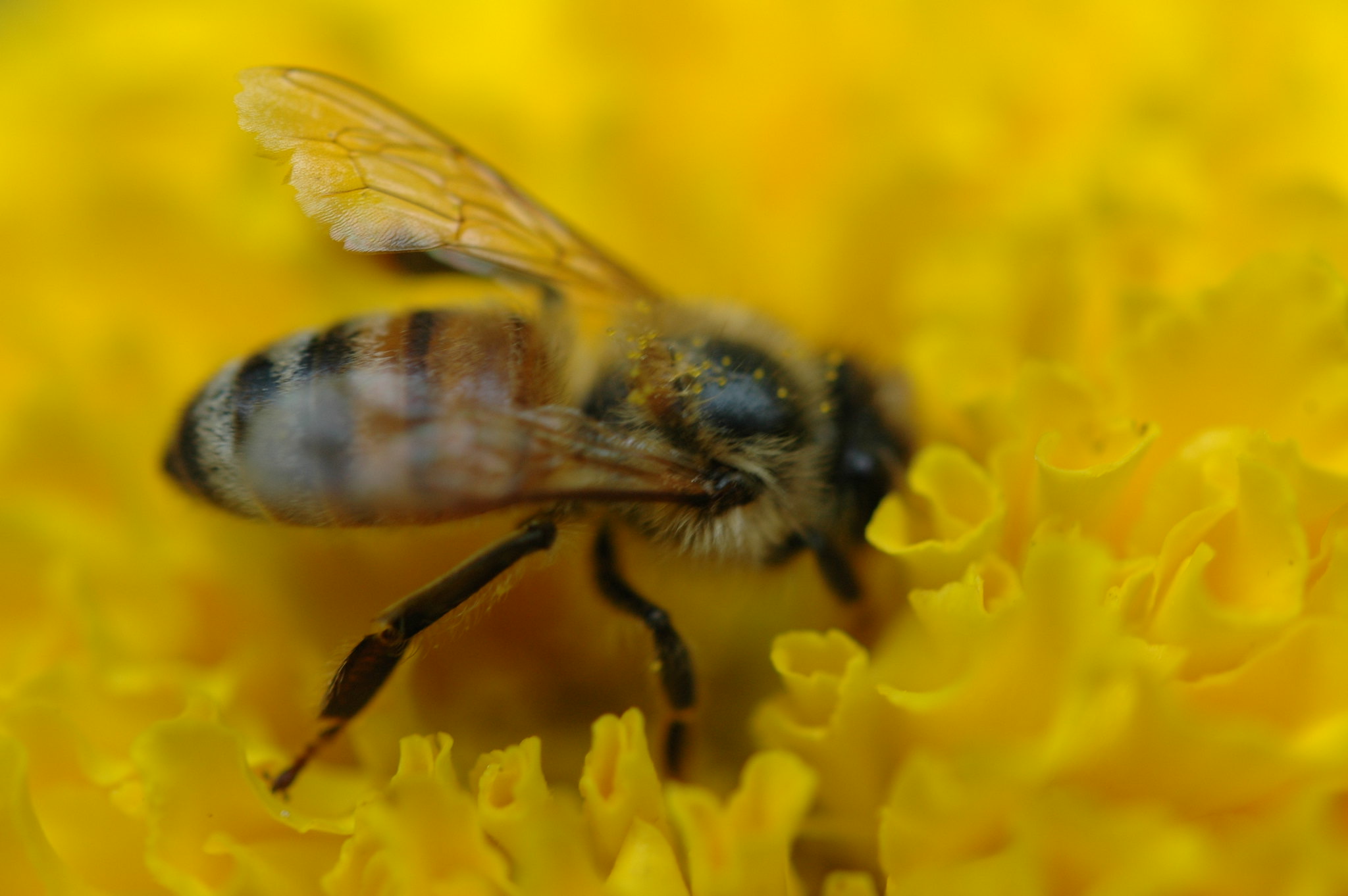 Biene / Symbolbild (cropped) / Honeybee 117 by cygnus921 is licensed under CC BY 2.0. https://creativecommons.org/licenses/by/2.0