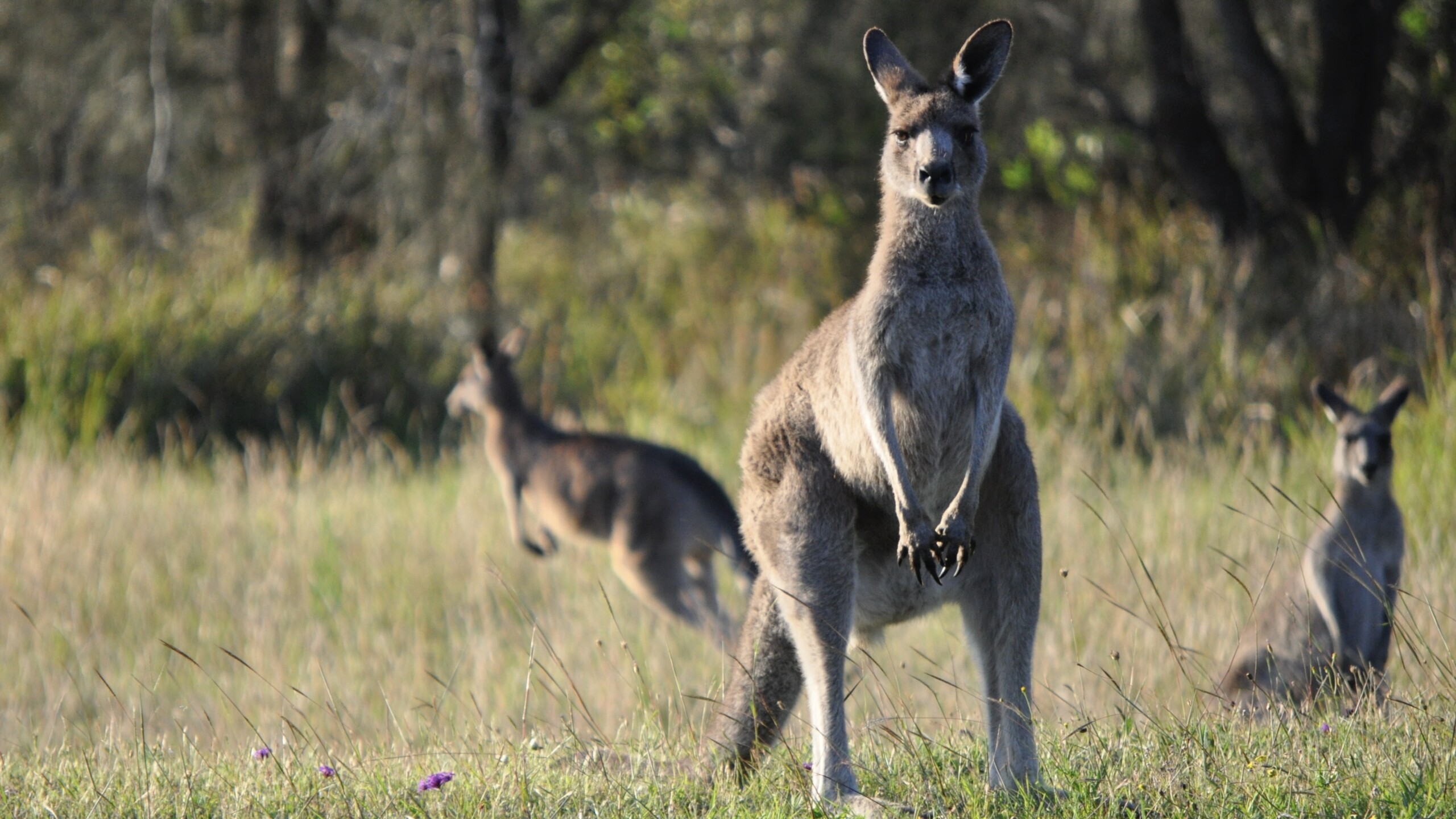 Kängurus / Archivbild (cropped) / Curious Kangaroos by Bilby Summerhill is licensed under CC BY 2.0. https://creativecommons.org/licenses/by/2.0/?ref=openverse.