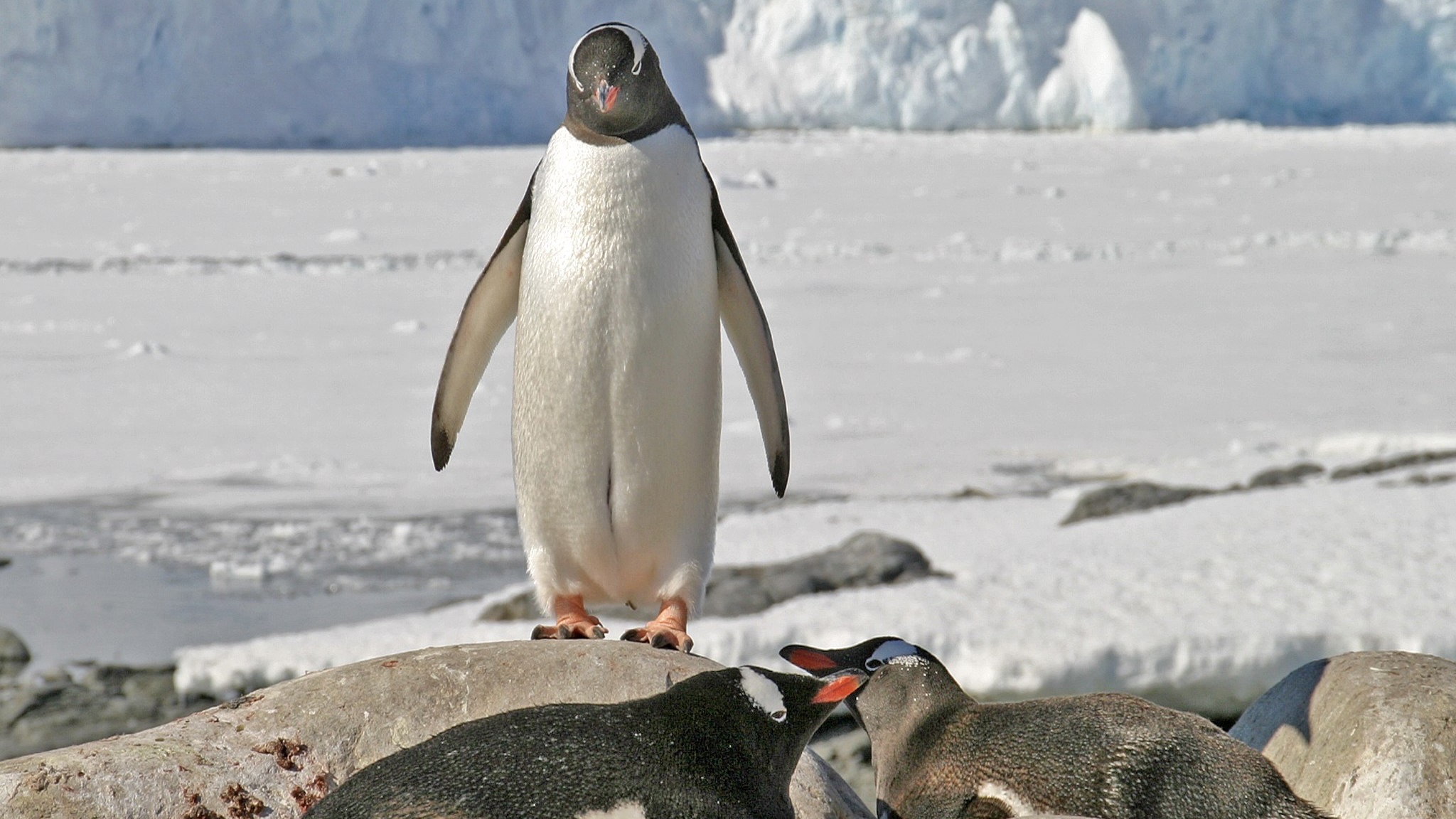 Pinguin / Archivbild (cropped) / W. Bulach, CC BY-SA 4.0 , via Wikimedia Commons, https://commons.wikimedia.org/wiki/File:00_0074_Gentoo_penguin_in_Antarctica.jpg