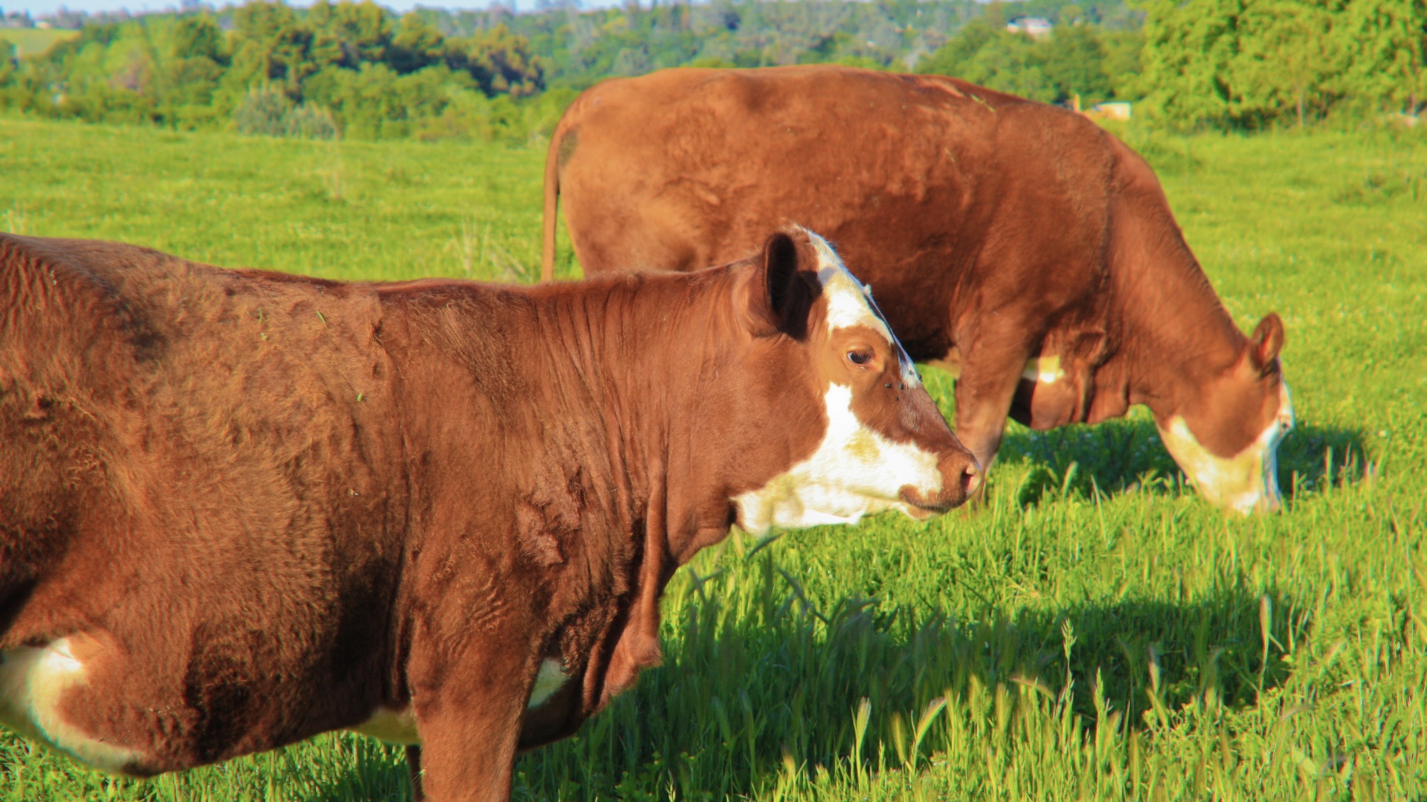 Rinder mögen Klassik / Archivbild (cropped) / Happy Cows by aresauburn™ is licensed under CC BY-SA 2.0. https://creativecommons.org/licenses/by-sa/2.0