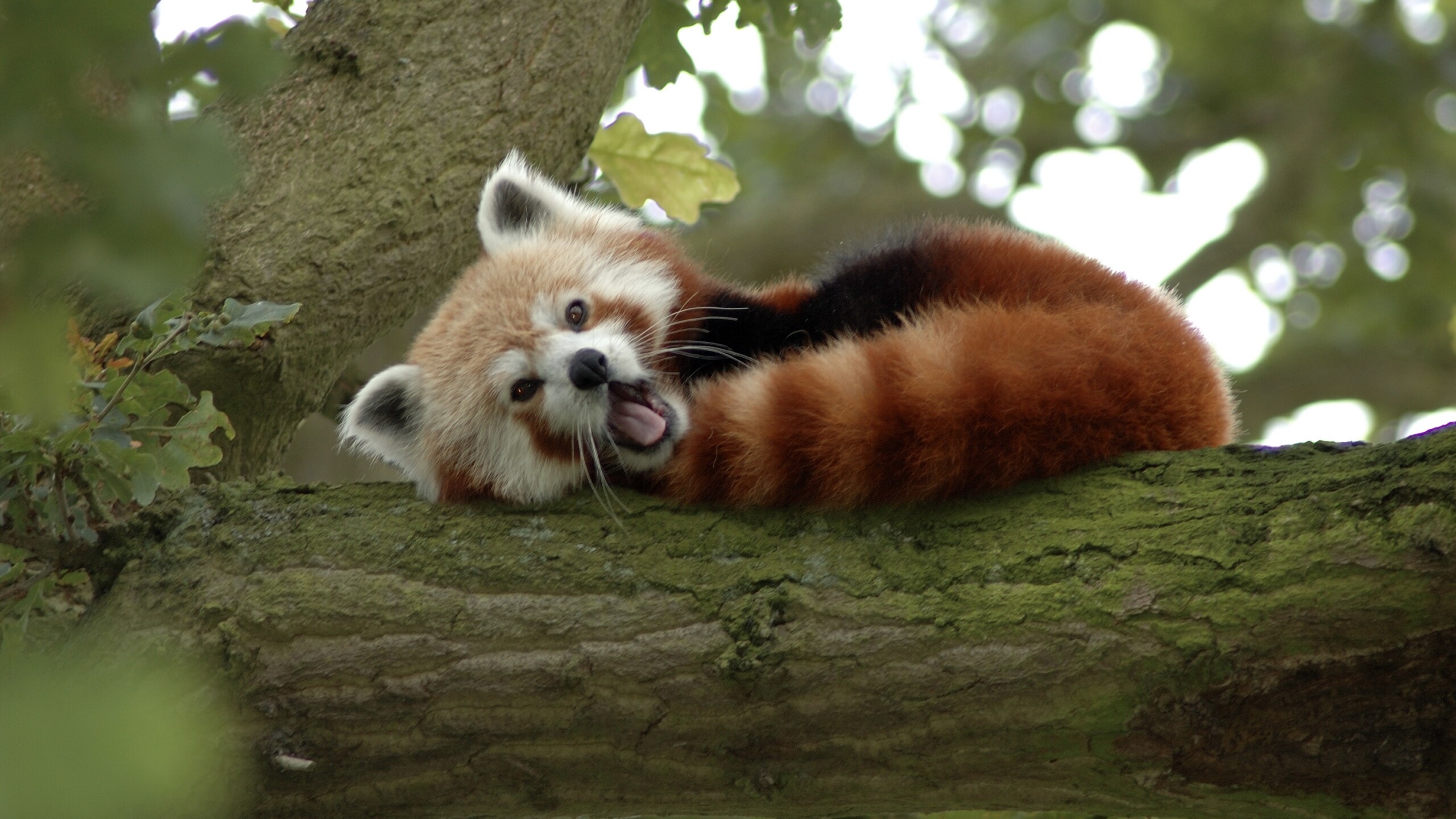 Roter Panda / Archivbild (cropped) /  Red Panda in a Tree Y A W N I N G! by Harlequeen is licensed under CC BY 2.0. https://creativecommons.org/licenses/by/2.0/?ref=openverse.