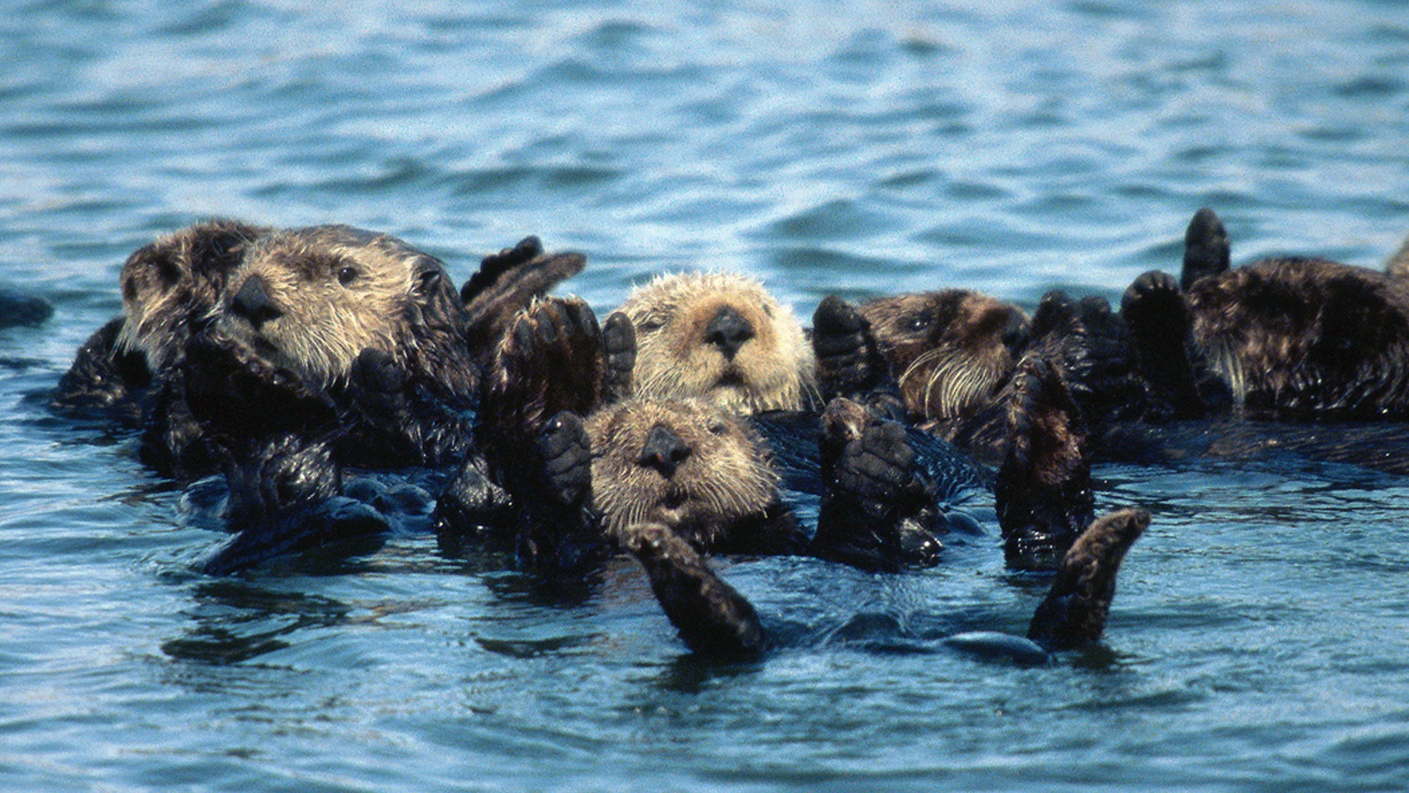 Otter halten Hände / Archivbild (cropped) / Sea Otter by USFWS Headquarters is licensed under CC BY 2.0. https://creativecommons.org/licenses/by/2.0