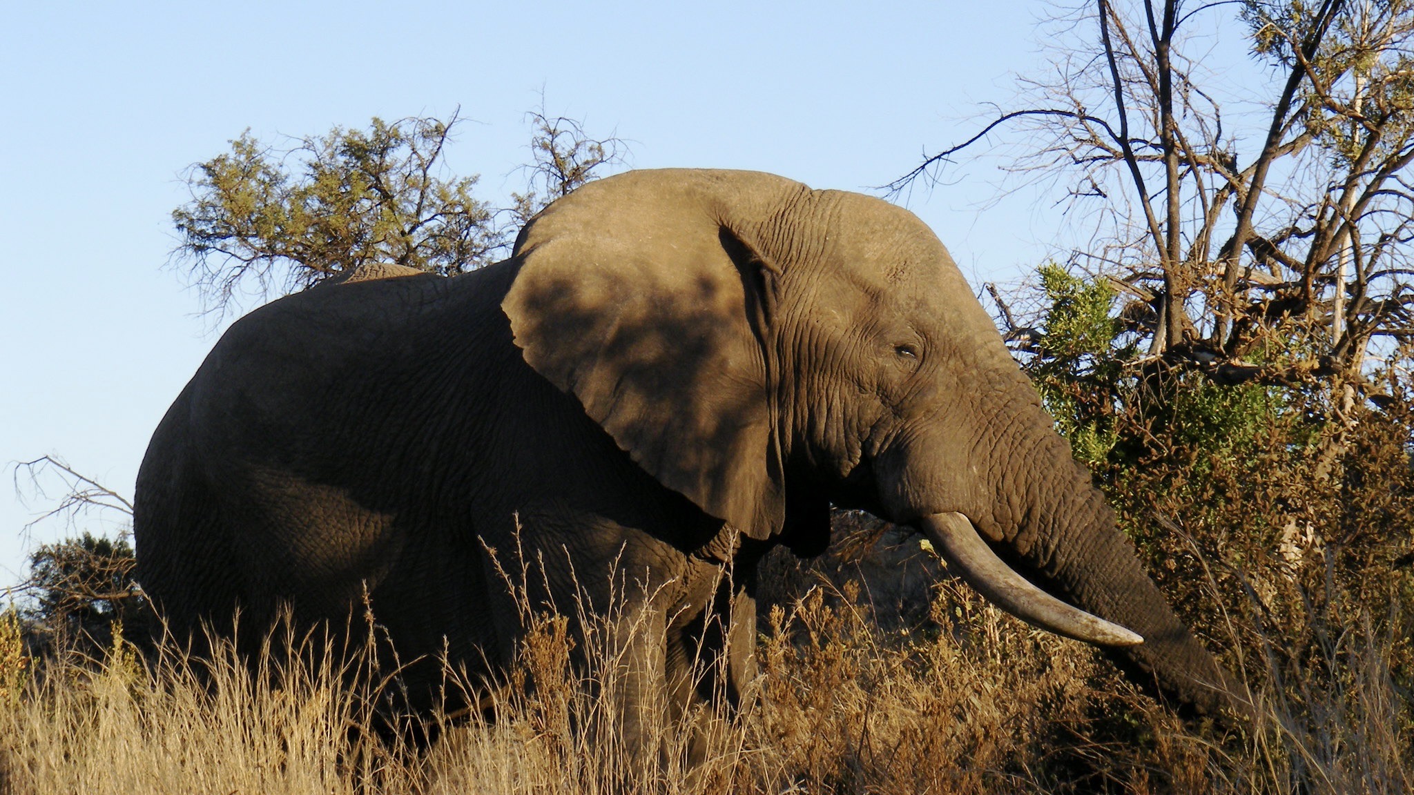 Elefanten laufen bis zu 40 km/h / Symbolbild (cropped) / Elephant by Jonathan Michael Peel is licensed under CC BY-SA 2.0. https://creativecommons.org/licenses/by-sa/2.0