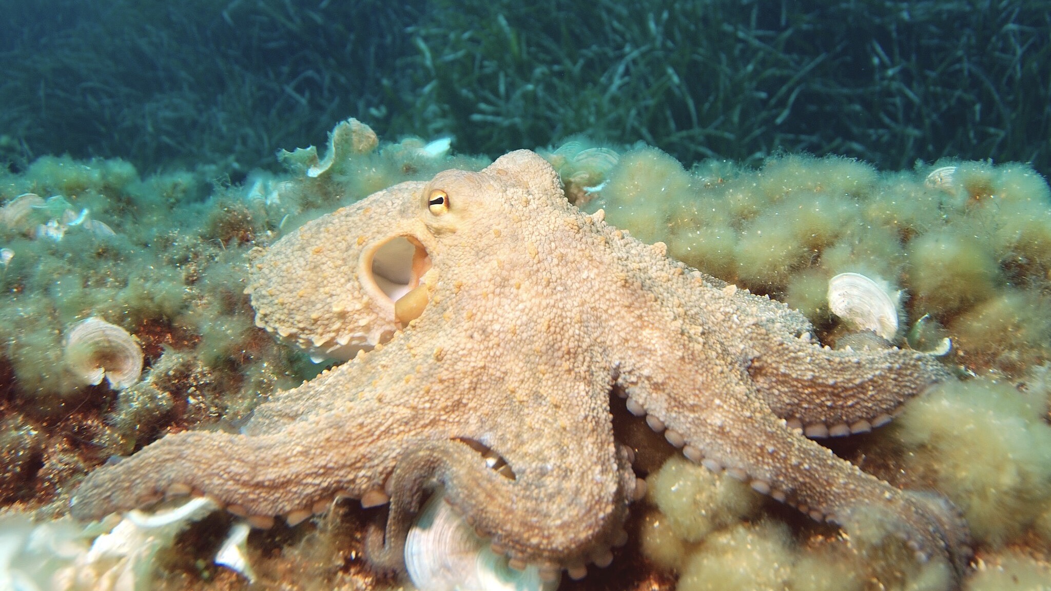 Oktupus hat drei Herzen und neun Gehirne / Symbolbild (cropped) / albert kok, CC BY-SA 3.0 , https://commons.wikimedia.org/wiki/File:Octopus2.jpg