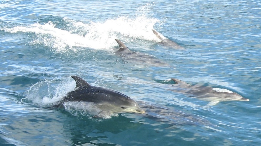 Delfine / Archivbild (cropped) / Dolphins in Port Phillip Bay, Victoria, Australia by DocklandsTony is licensed under CC BY-SA 2.0. https://creativecommons.org/licenses/by-sa/2.0