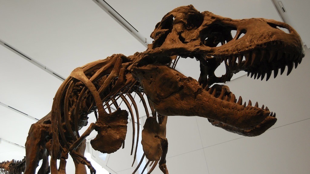 Dinoskelett/ Archivbld (cropped) / „Dinosaur“ von shvmoz ist lizenziert unter CC BY-SA 2.0. https://creativecommons.org/licenses/by-sa/2.0