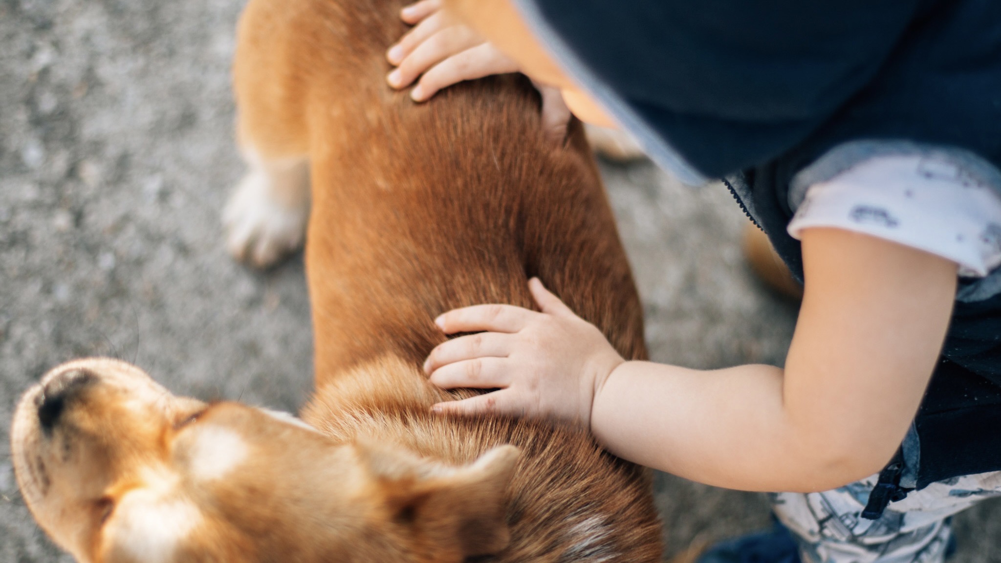 Hund wird gestreichelt / Archivbild (cropped) / Kleiner Junge streichelt seinen Hund by Ivan Radic is licensed under CC BY 2.0. https://creativecommons.org/licenses/by/2.0