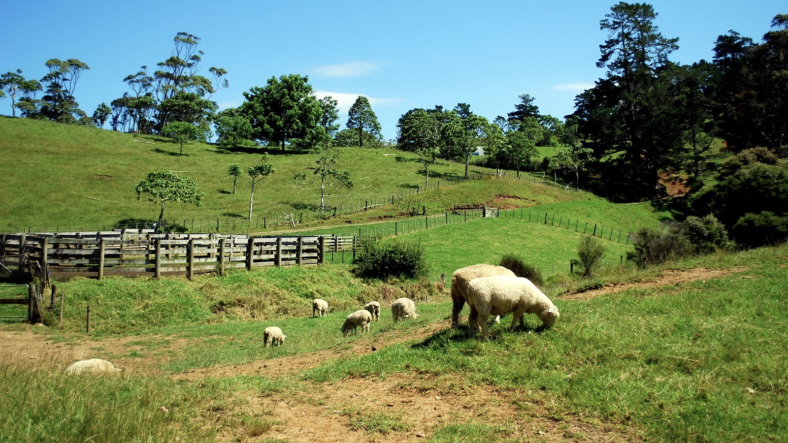 Schafe / Archivbild (cropped) /  Sheep in New Zealand by donnierayjones is licensed under CC BY 2.0. https://creativecommons.org/licenses/by/2.0