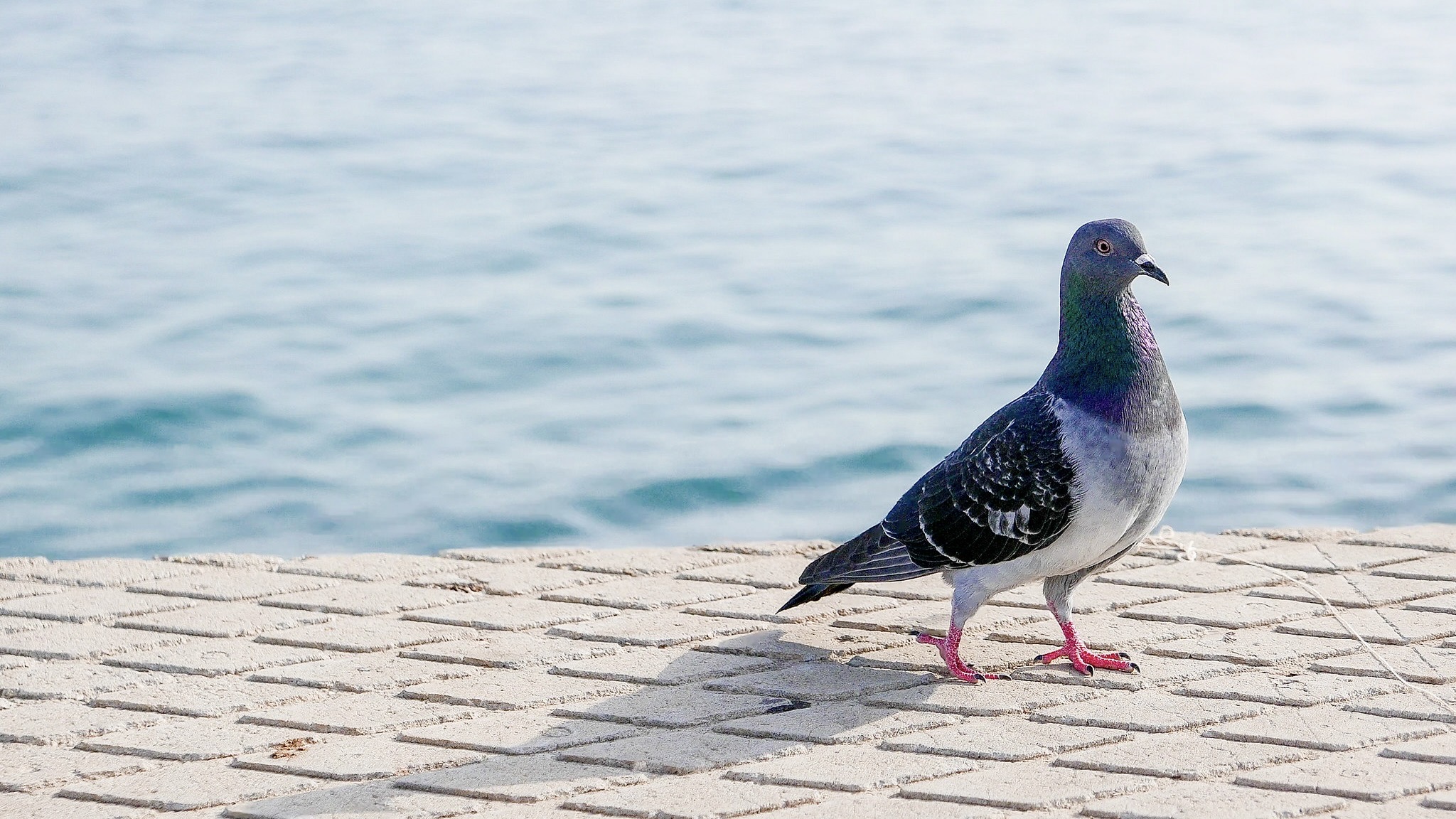 Taube / Archivbild (cropped) / Pigeon by RG in TLV is licensed under CC BY 2.0. https://creativecommons.org/licenses/by/2.0