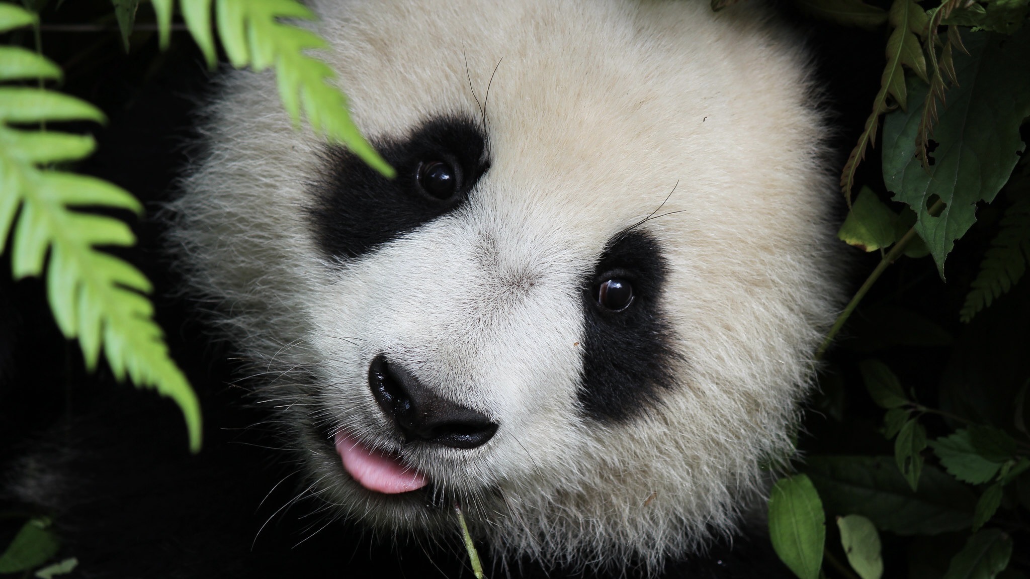 Panda / Archivbild (cropped) / panda cub by ShutterPulp is licensed under CC BY-SA 2.0. https://creativecommons.org/licenses/by-sa/2.0