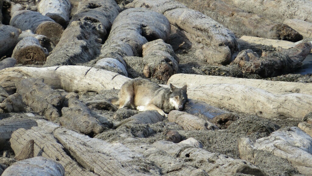 Sea Wolf / Archivbild (cropped) / Canis lupus crassodon by Jack Bindernagel is licensed under CC BY 4.0.  http://creativecommons.org/licenses/by/4.0