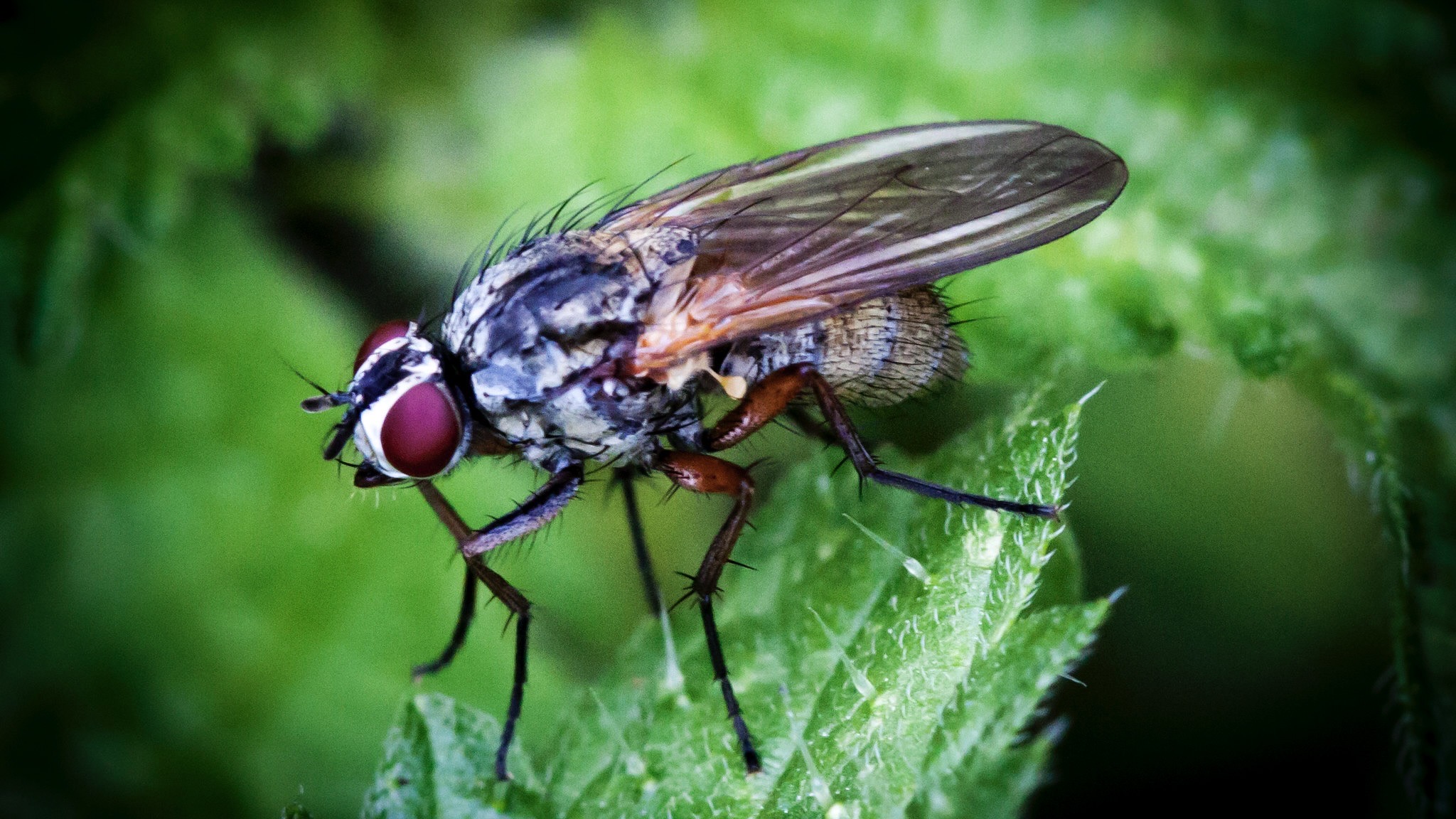 Fliege / Archivbild (cropped) / Fly by MattX27 is licensed under CC BY-SA 2.0. https://creativecommons.org/licenses/by-sa/2.0