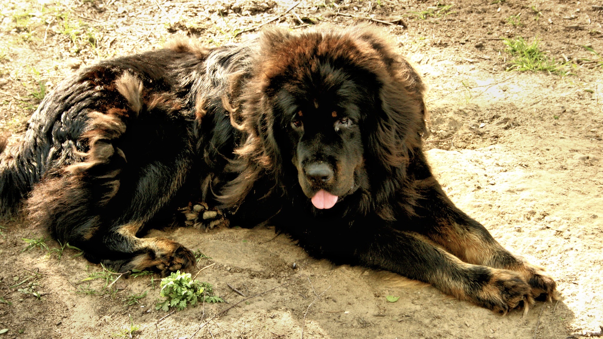 Tibetan Mastiff / Archivbild (cropped) / Tibetan Mastiff by eleonorka5 is marked with Public Domain Mark 1.0. https://creativecommons.org/publicdomain/mark/1.0